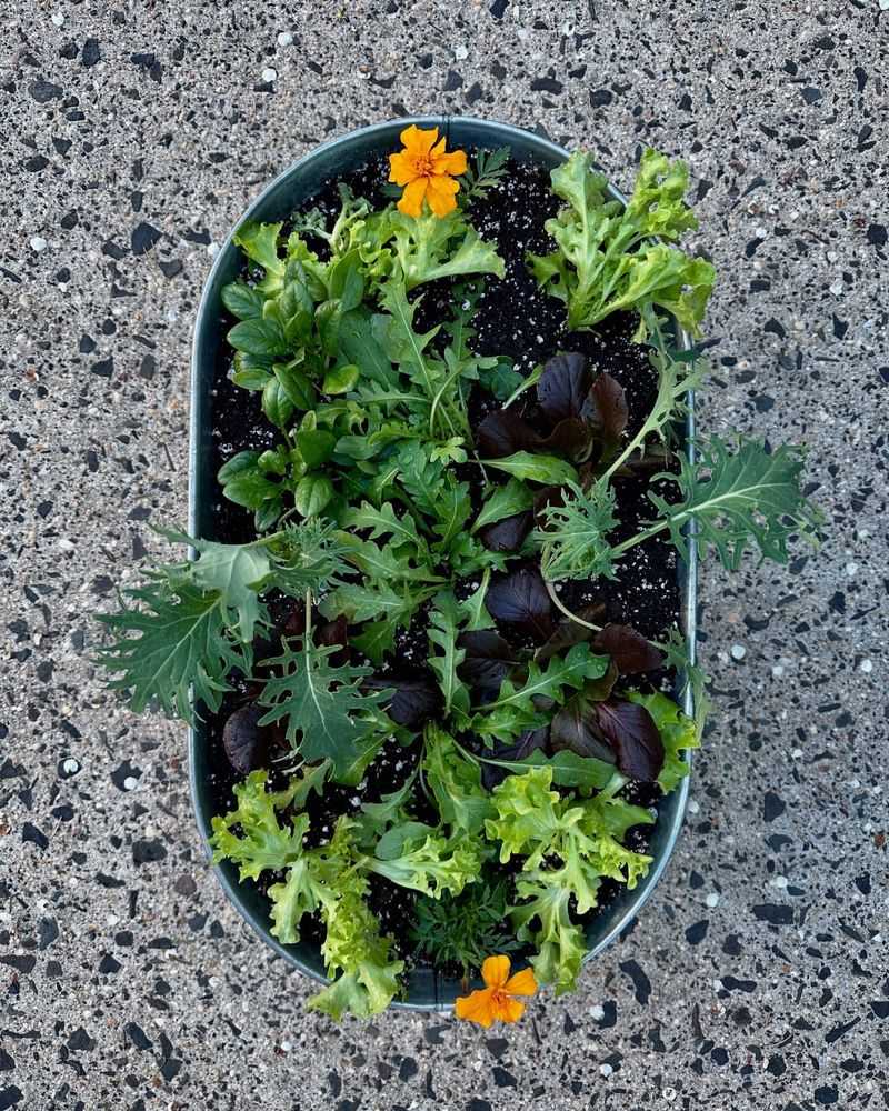 Prevent Common Pests