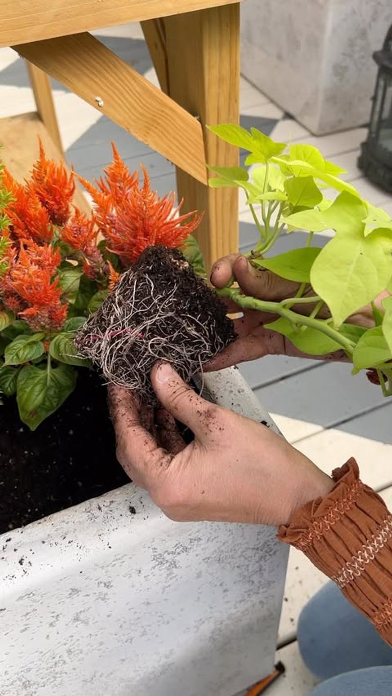 Implement Seasonal Repotting