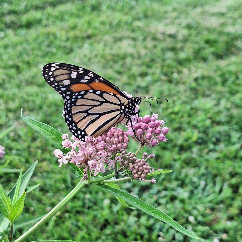 Leave Milkweed Standing