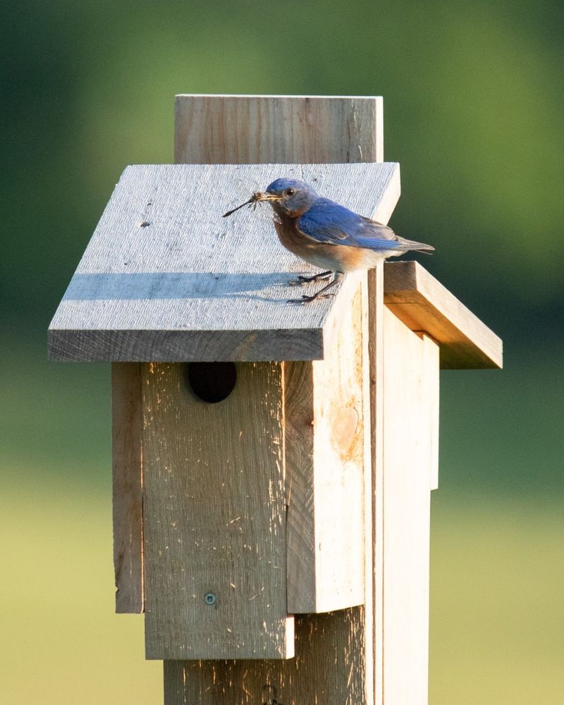 Install Birdhouses For Native Species
