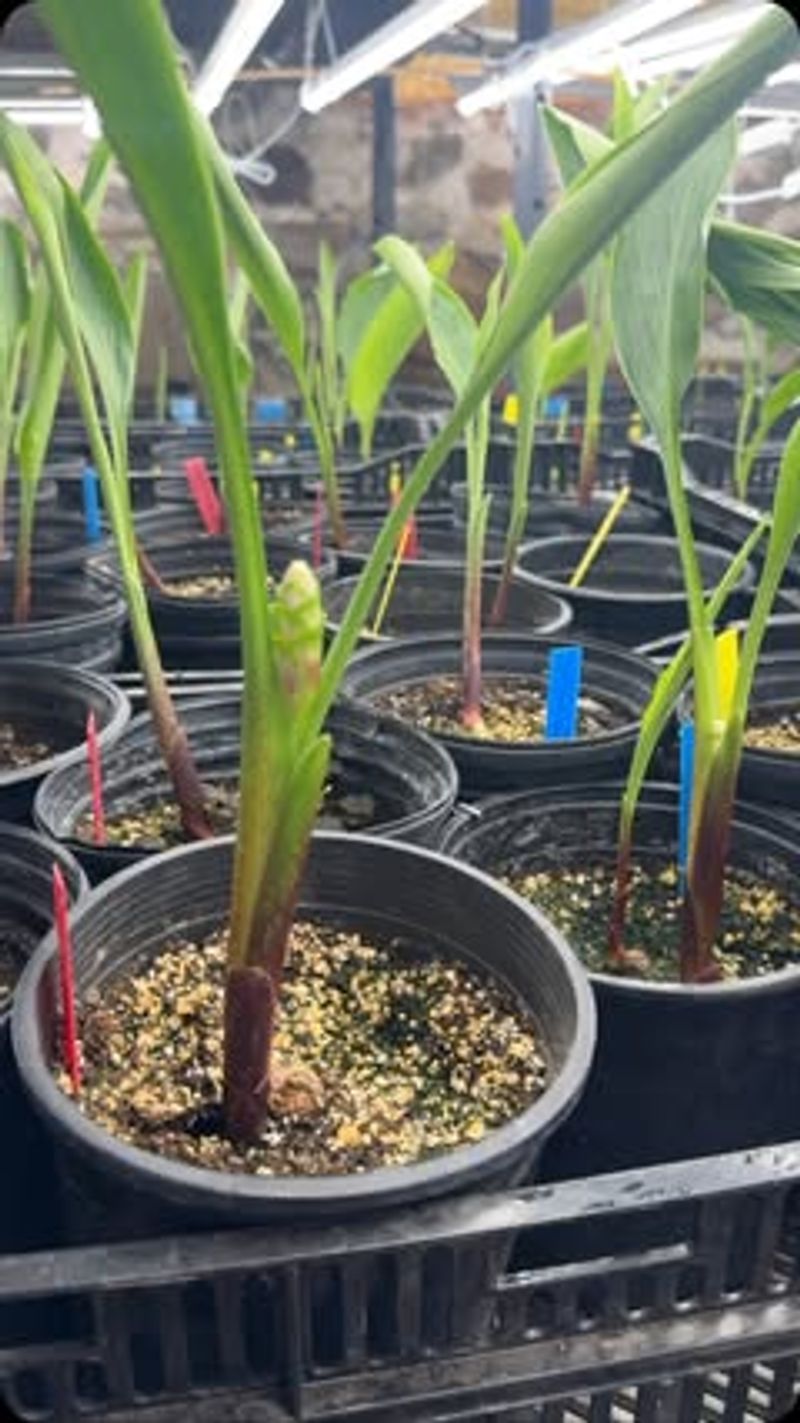 Support Tall Growers