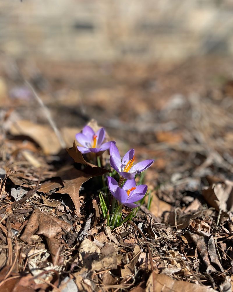 Plant Early Spring Bloomers For First Foragers