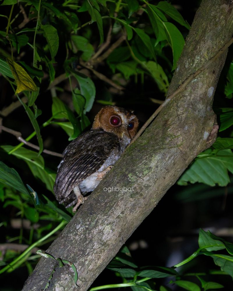Minimize Light Pollution After Dark