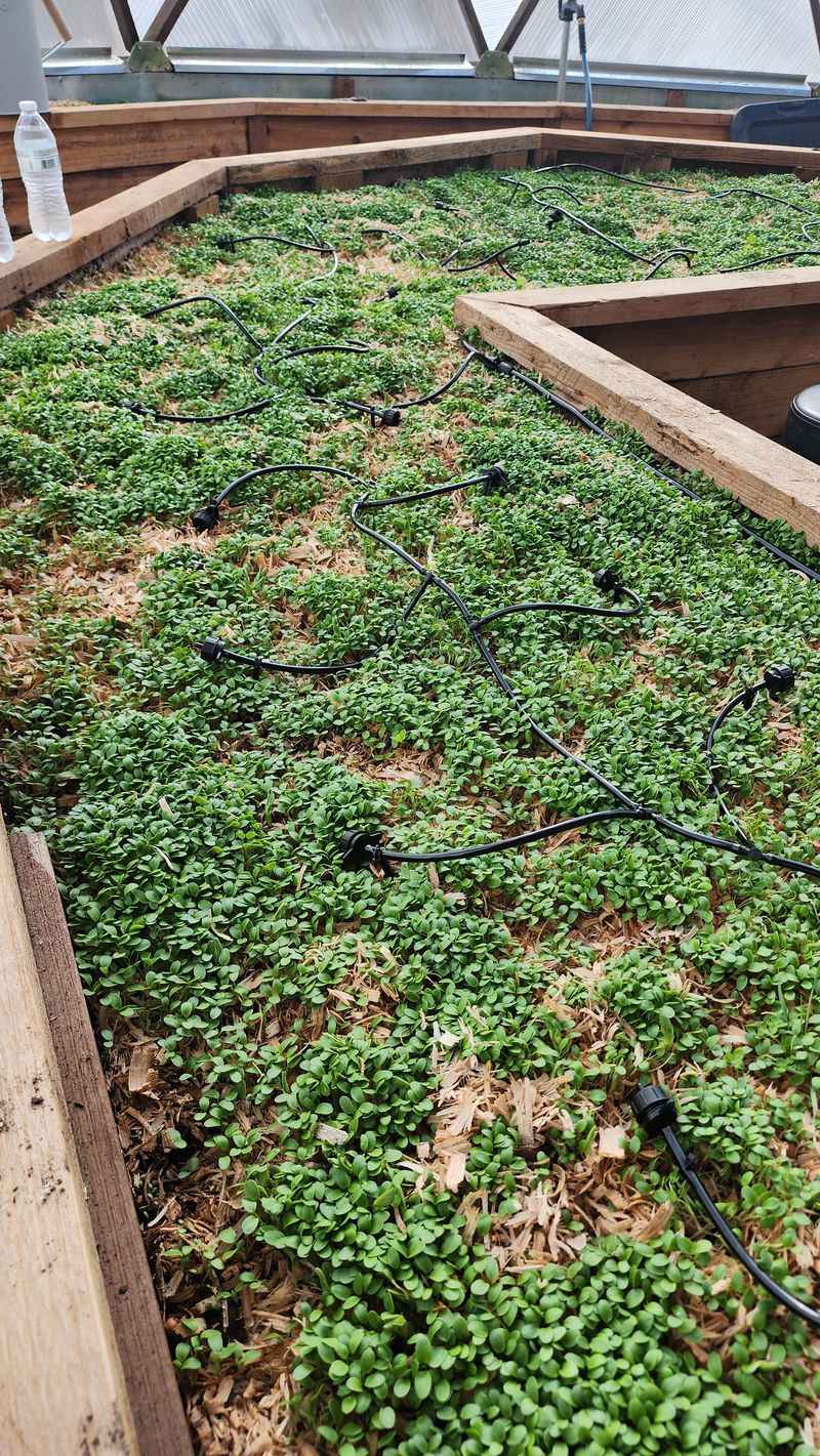 Plant Cover Crops In Unused Areas