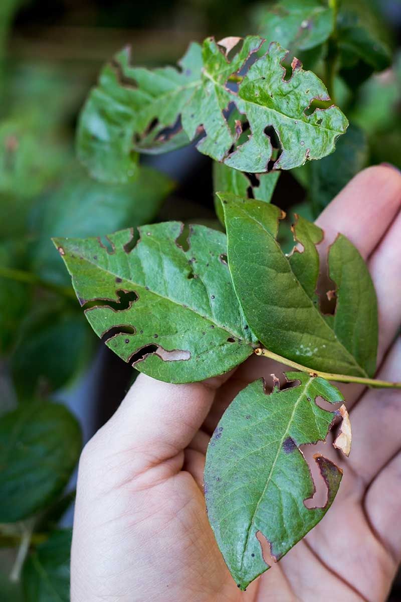 Identify And Manage Pests