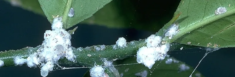 Prevent And Treat Common Pests