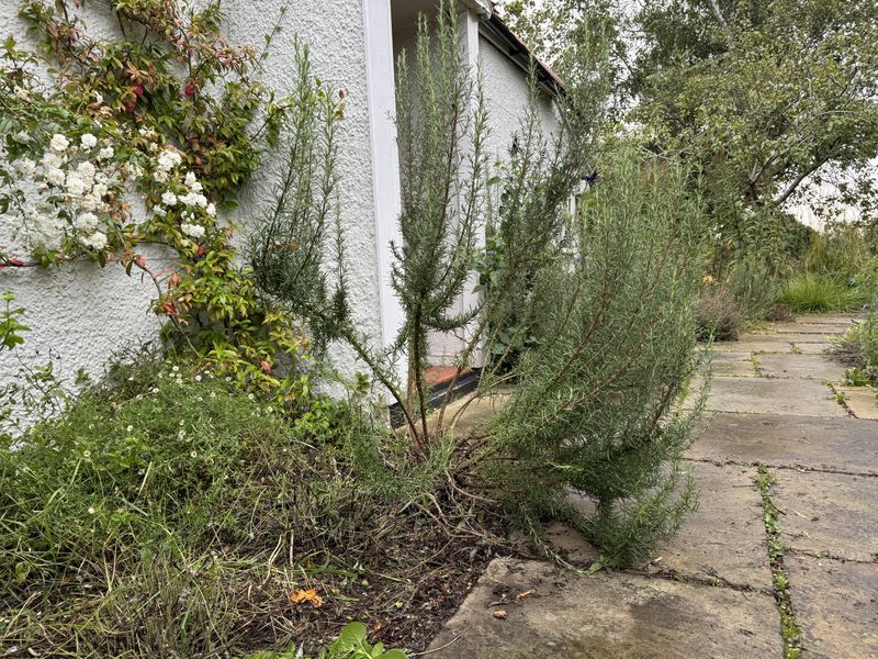 Give Older Plants A Rejuvenation Pruning