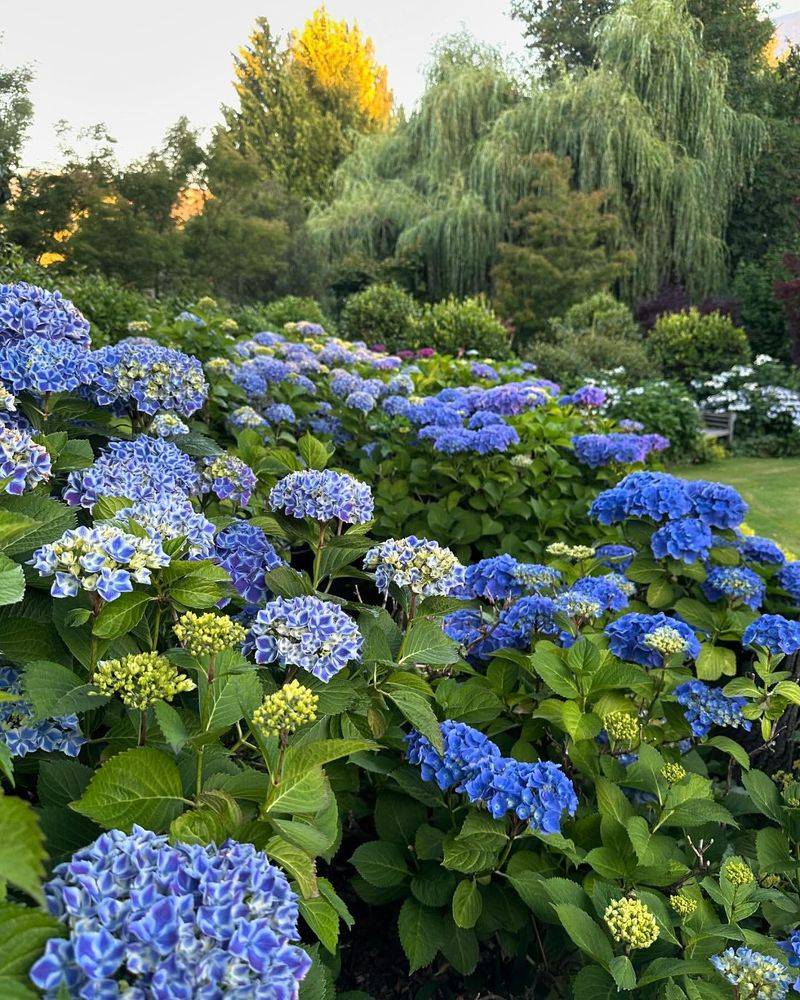 Adding Pennies To The Soil Creates Blue Flowers