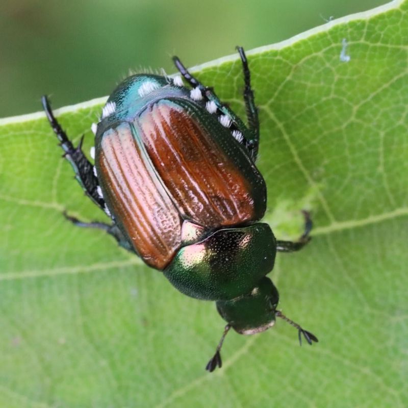 Pest Management The Natural Way