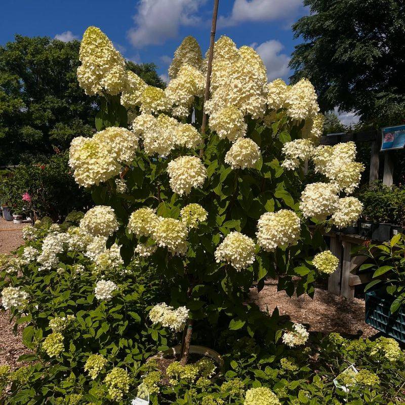 Panicle Hydrangeas Handle Full Sun