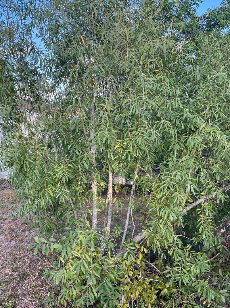 Khat