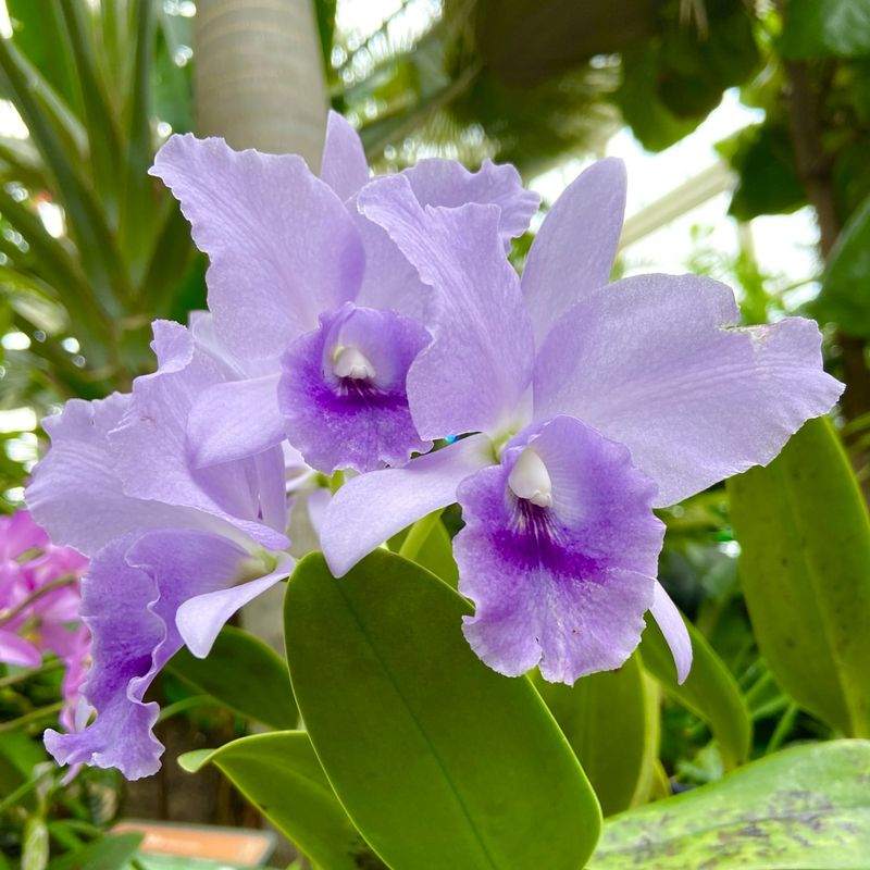 Buffalo And Erie County Botanical Gardens