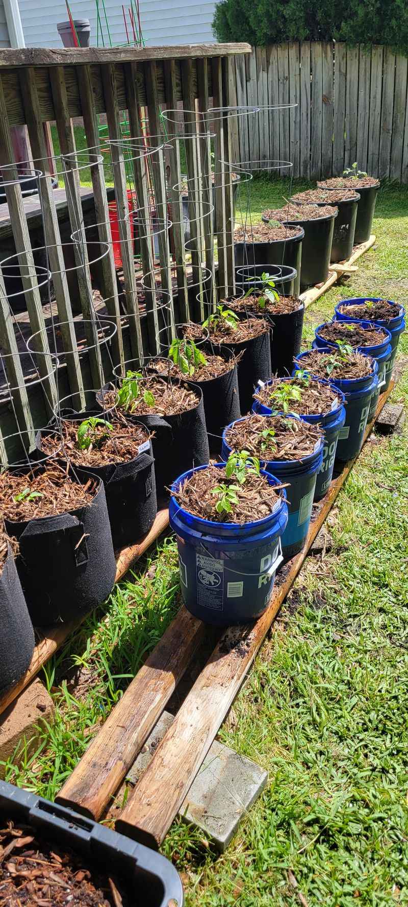 Water Container Plants