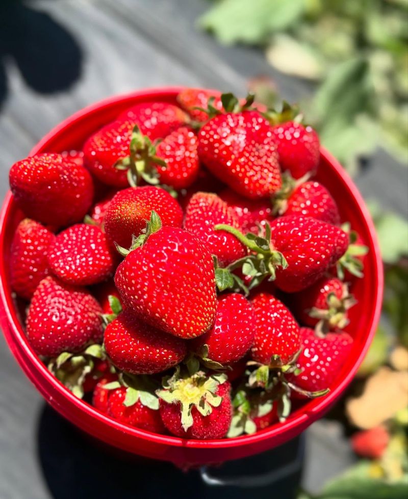 Strawberry
