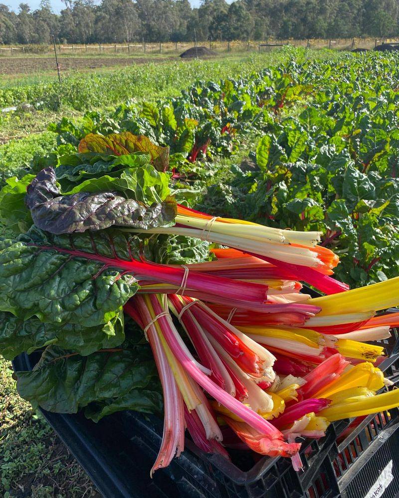 Chard