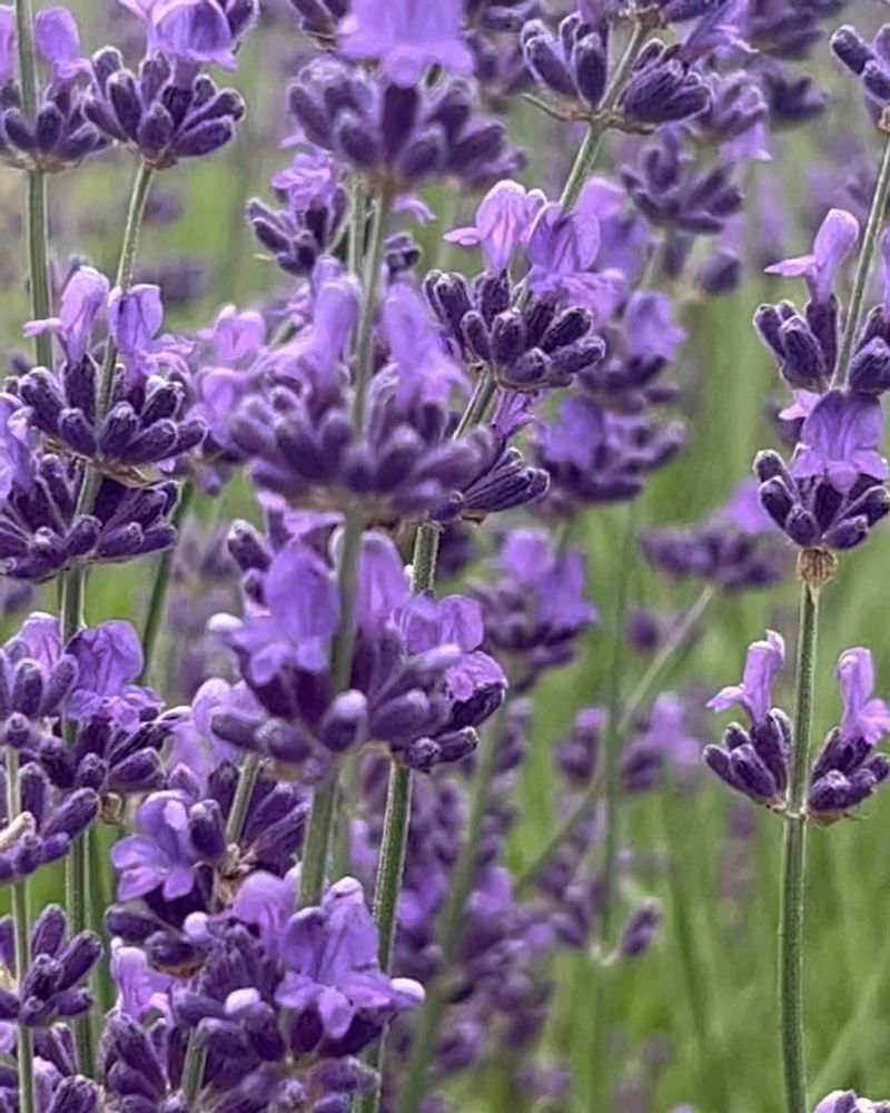 Fragrant Lavender