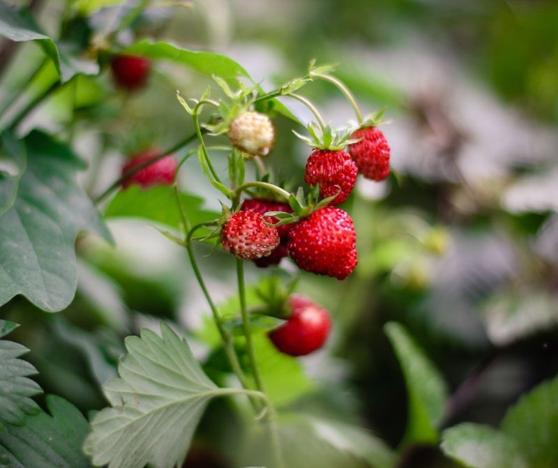 Alpine Strawberries