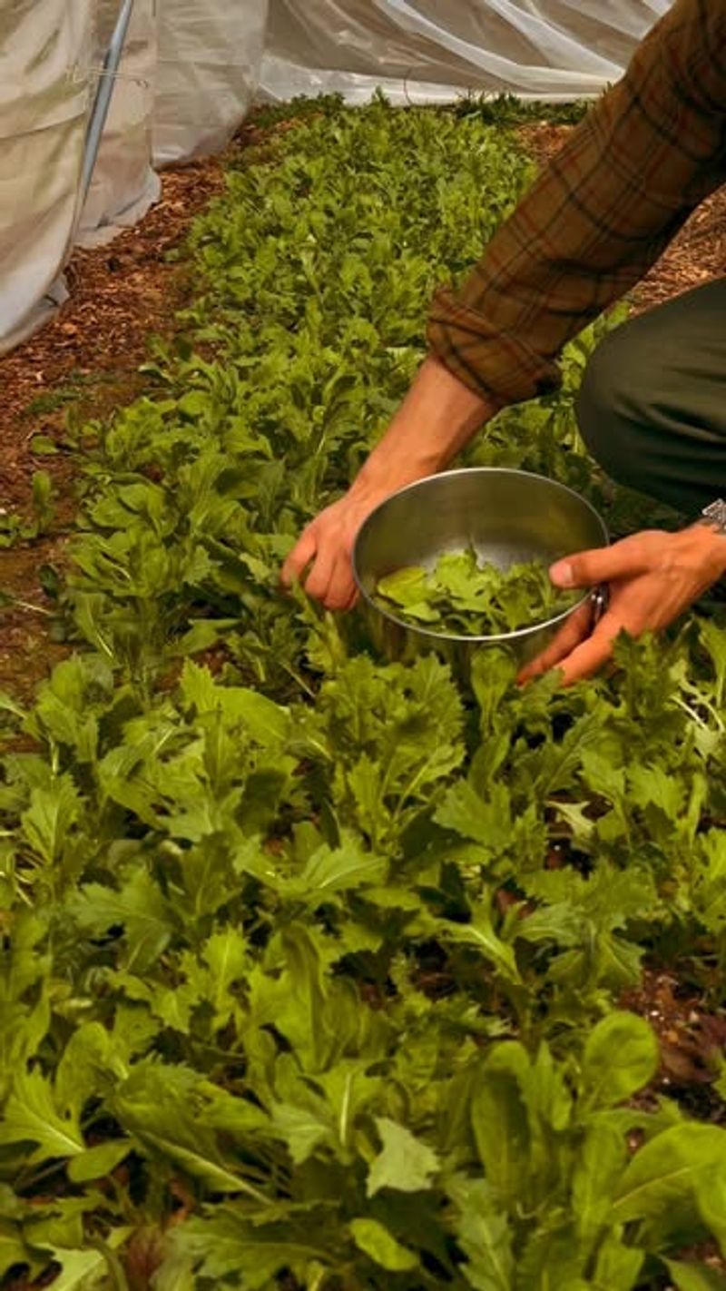 Mustard Greens