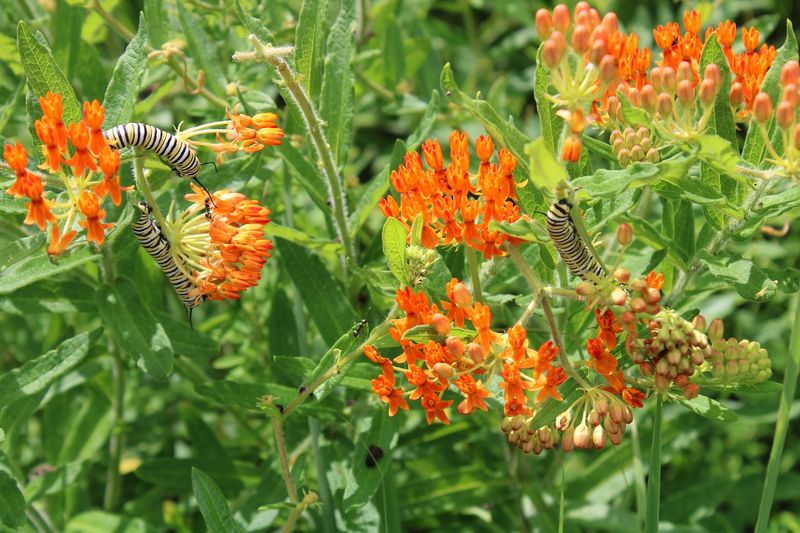 Butterfly Milkweed