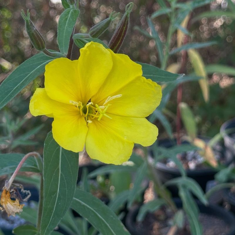 Evening Primrose Glows At Dusk