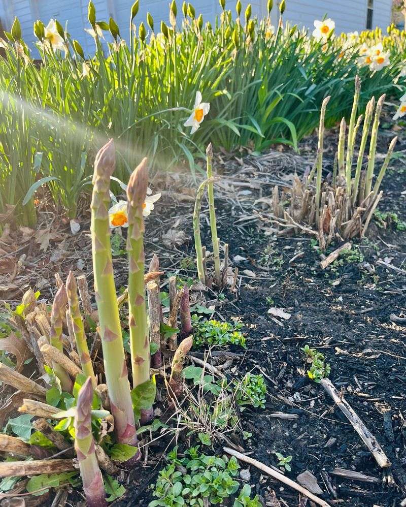 Established Asparagus Beds