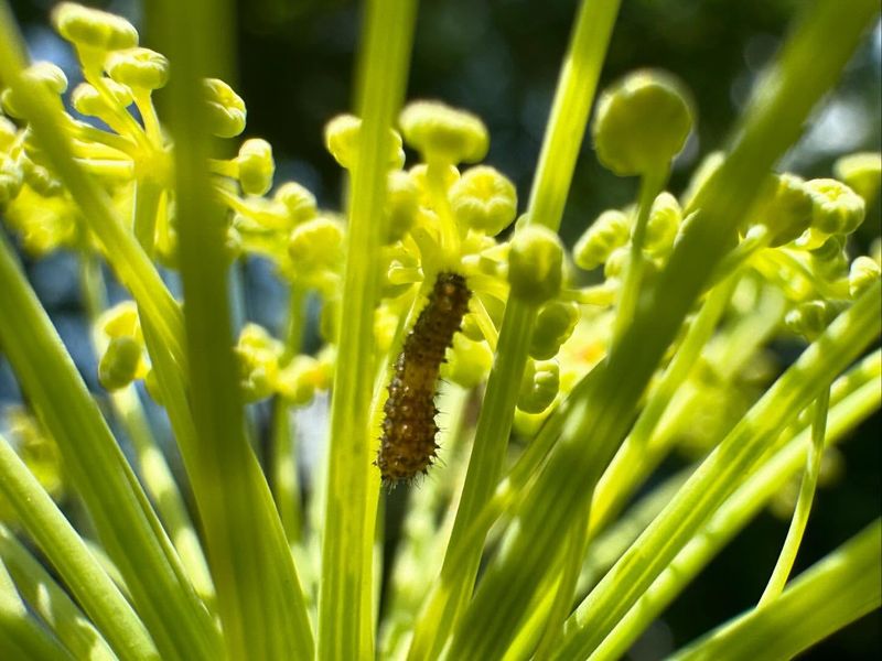 Fennel