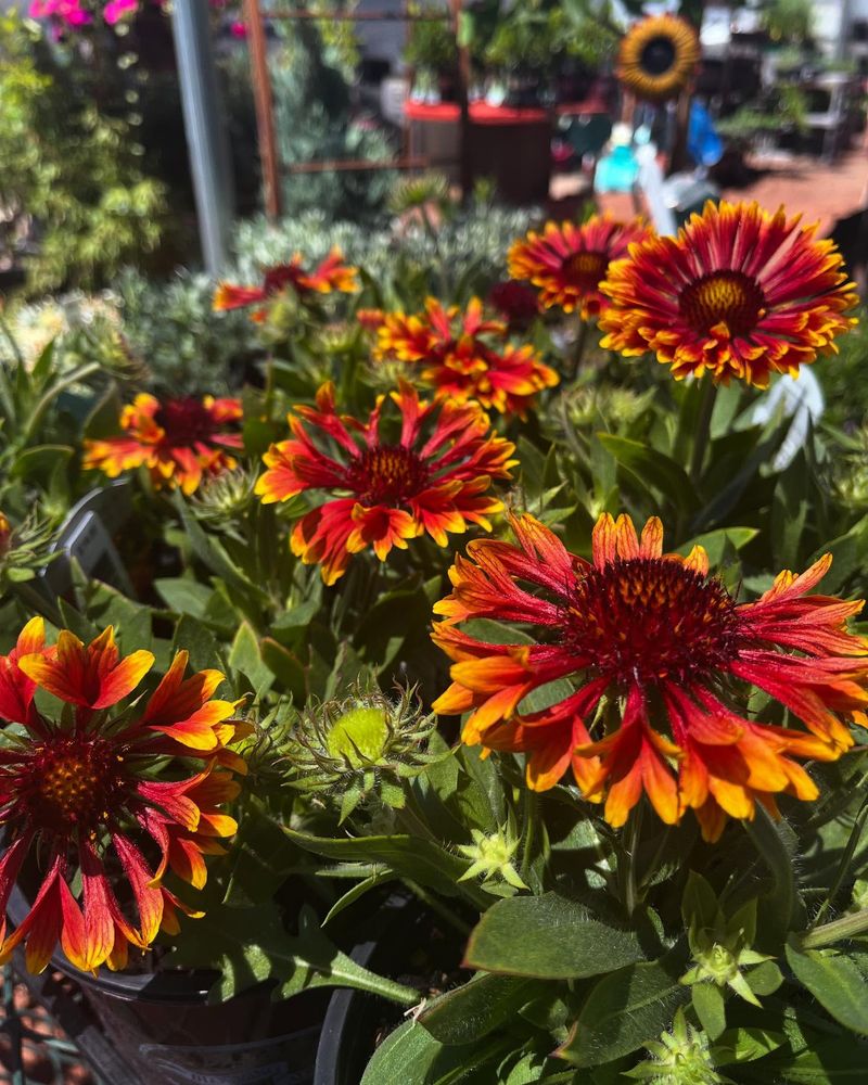 Blanket Flower