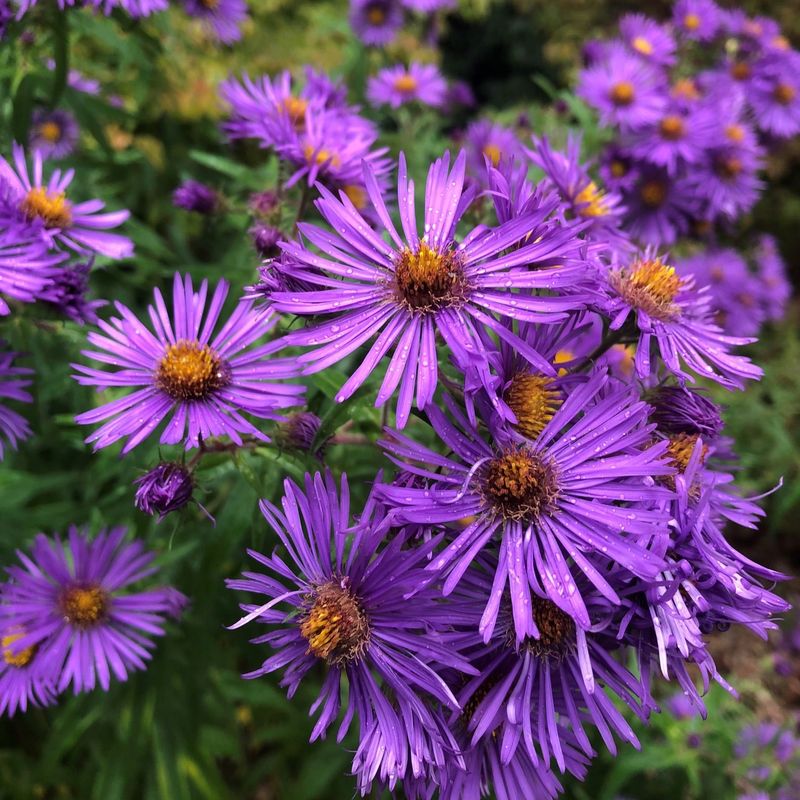 New England Aster (Symphyotrichum novae-angliae)