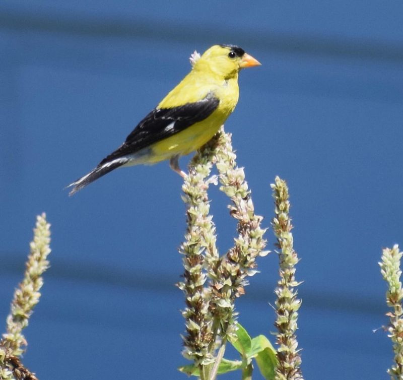 American Goldfinch: The Transforming Canary