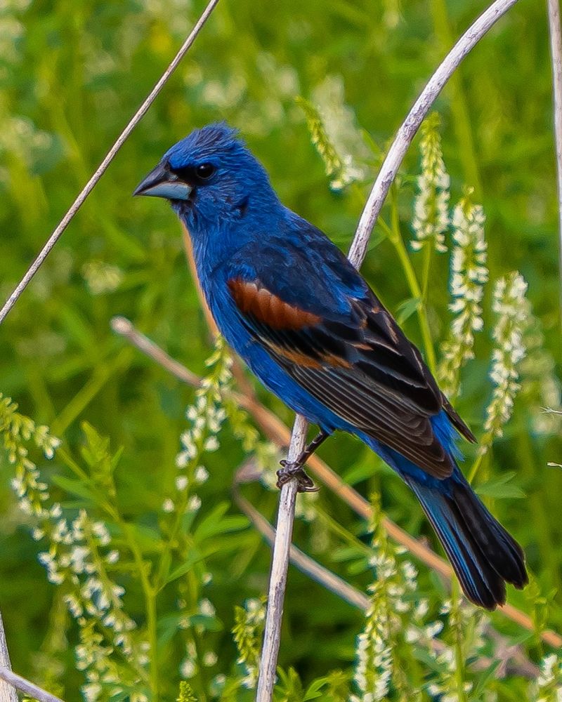 Blue Grosbeak