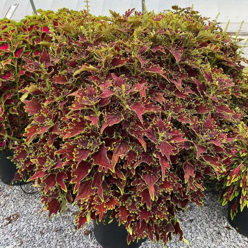 Burgundy Coleus Varieties