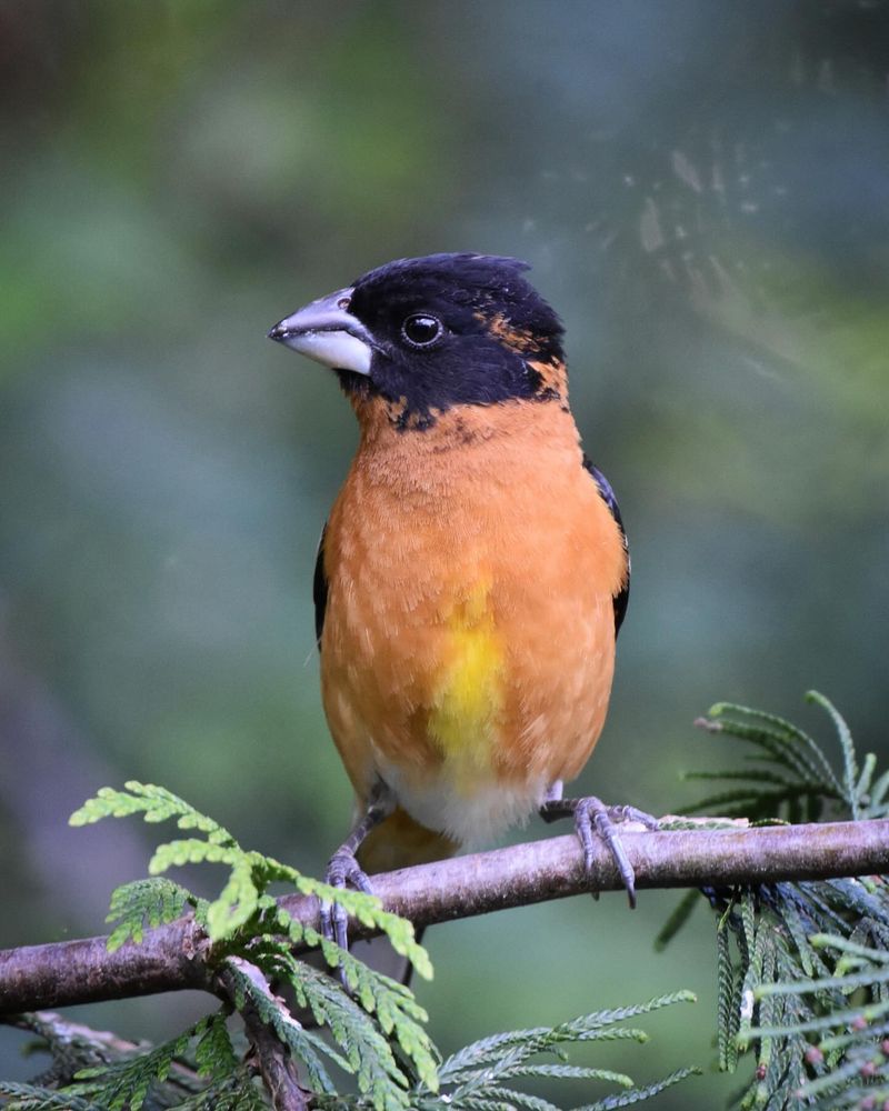 Black-headed Grosbeak