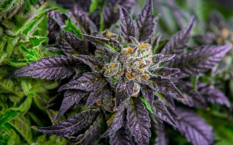 Certain Cannabis Varieties