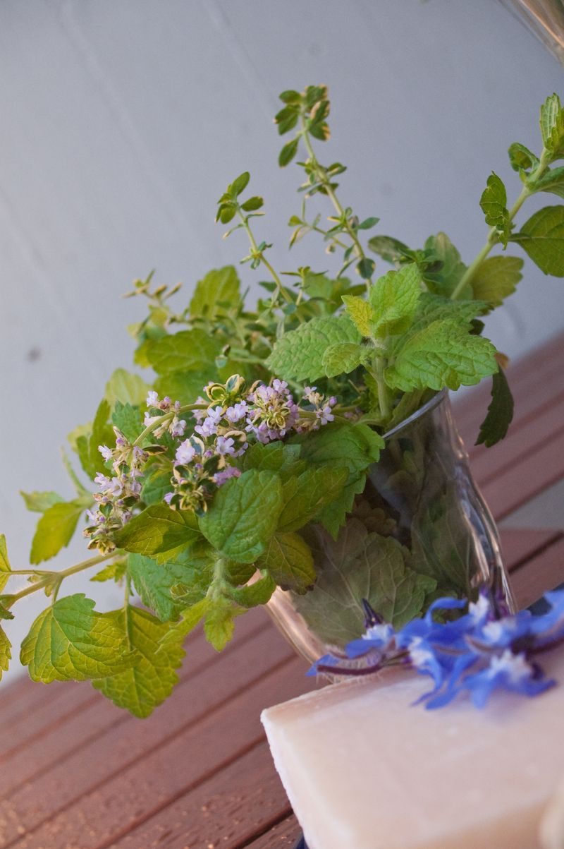 Lemon Balm's Bright Green Accents