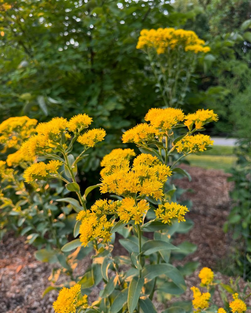 Goldenrod