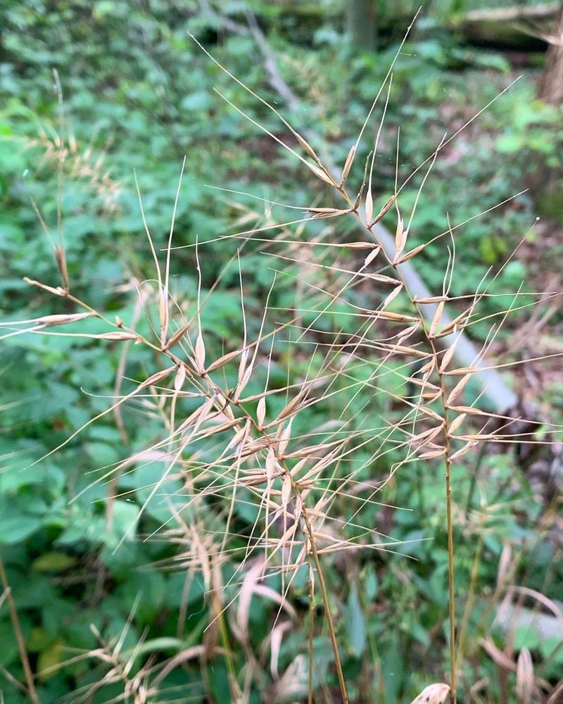 Bottlebrush Grass (Elymus hystrix)
