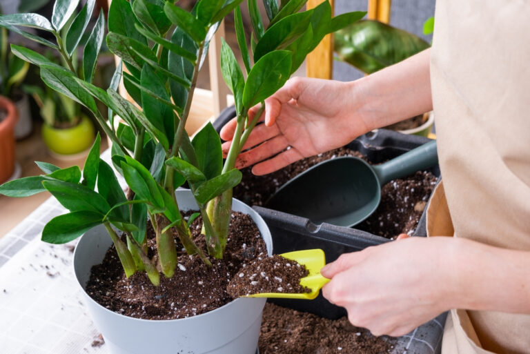 Repotting overgrown home plant (featured image)