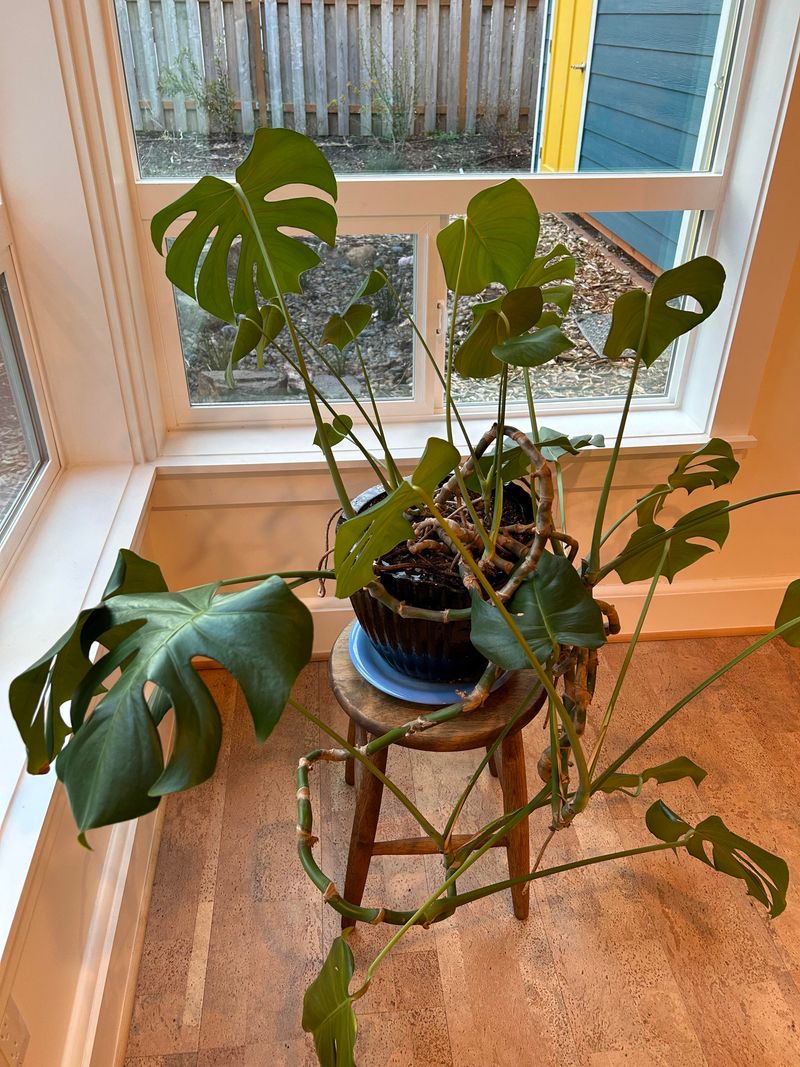 Prune Overgrown Houseplants