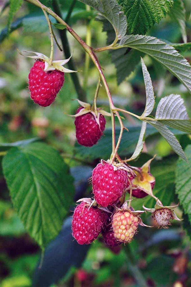 Resilient Raspberries