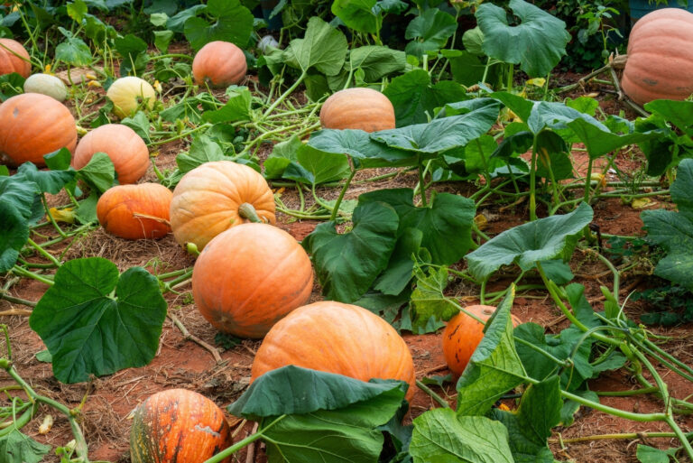 Pumpkin patch with large, ripe pumpkins and lush green vines (featured image)