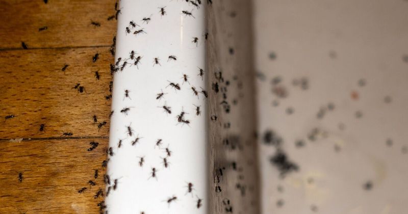 Ant Colony Eviction Notice