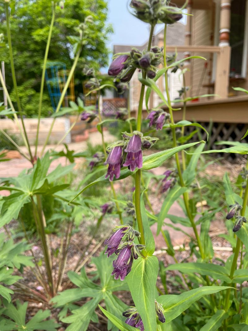 Sidebells Penstemon