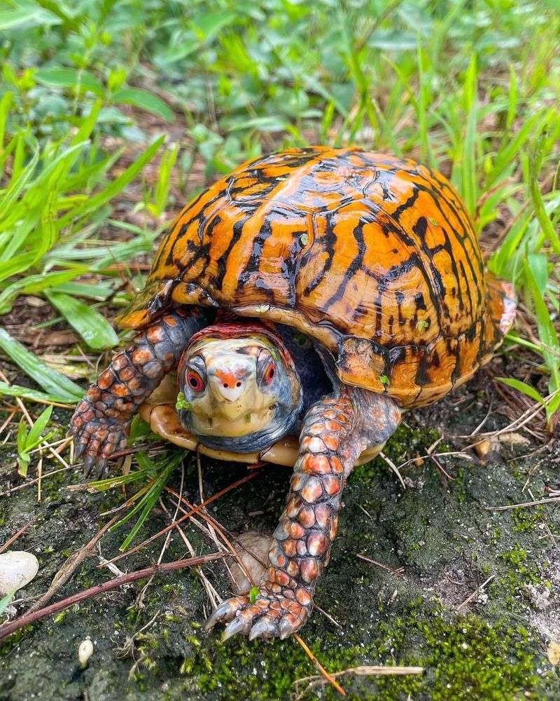 Eastern Box Turtles