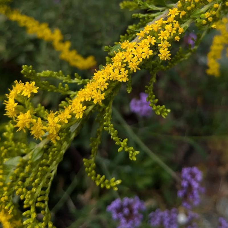 Glowing Goldenrod