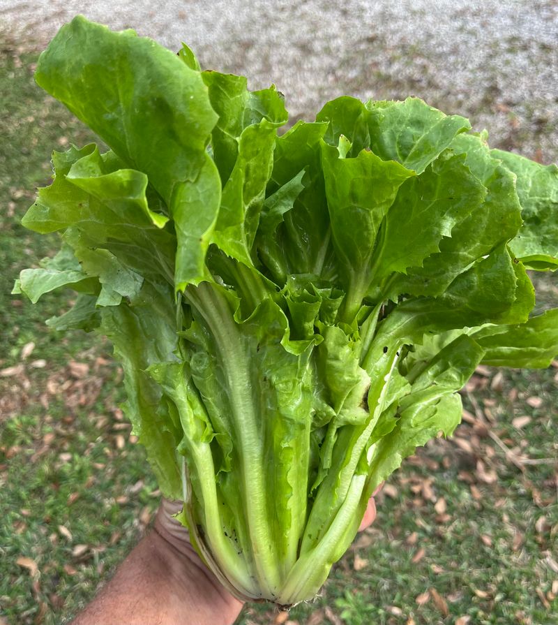 Escarole