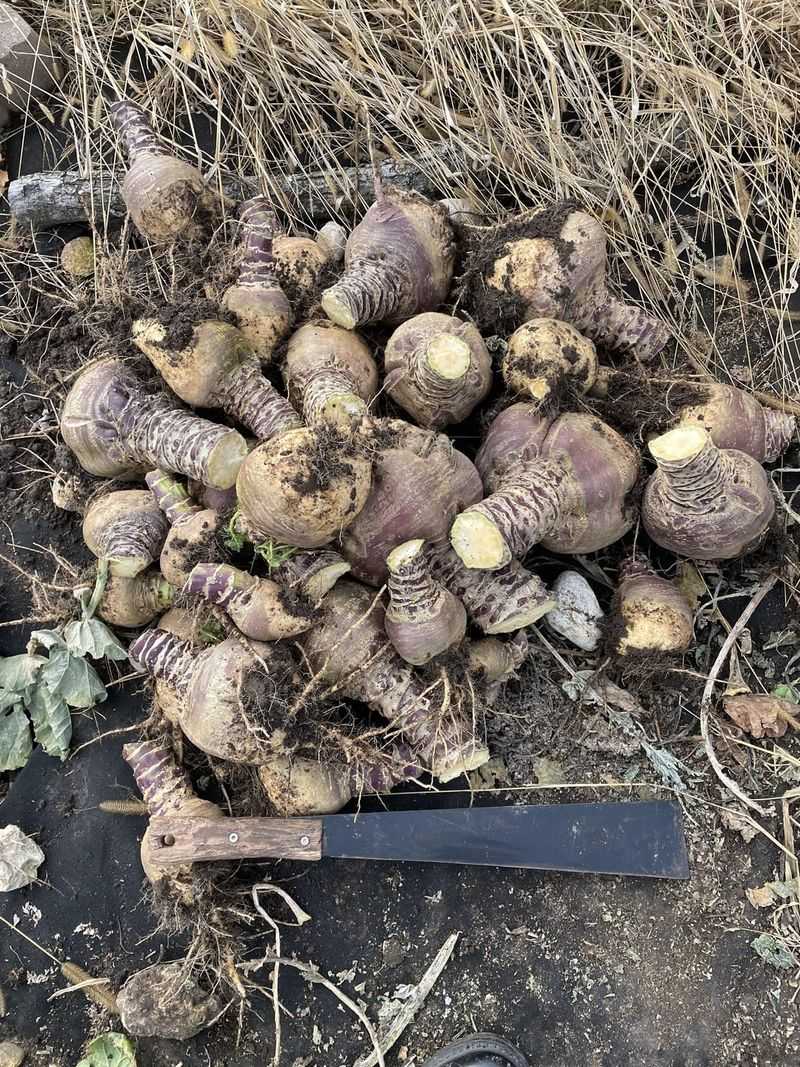 Rutabagas
