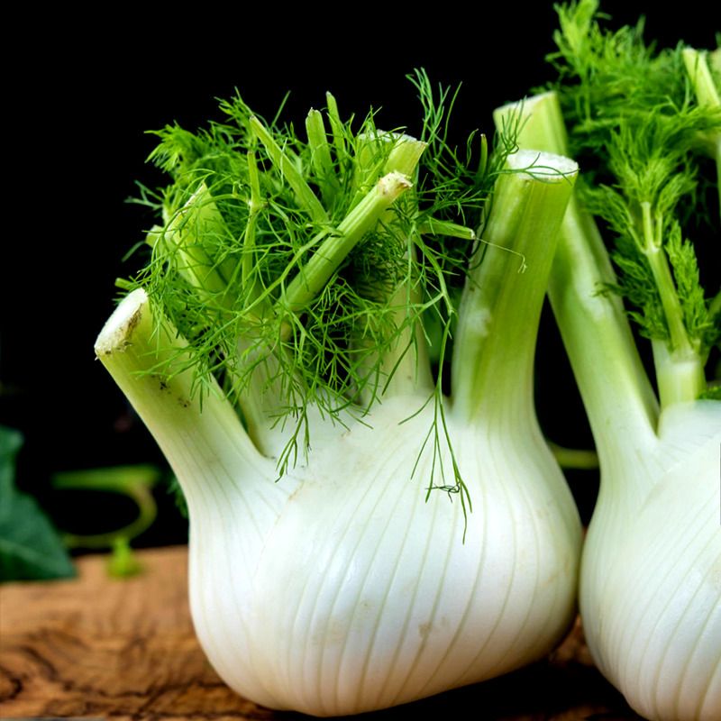 Fennel