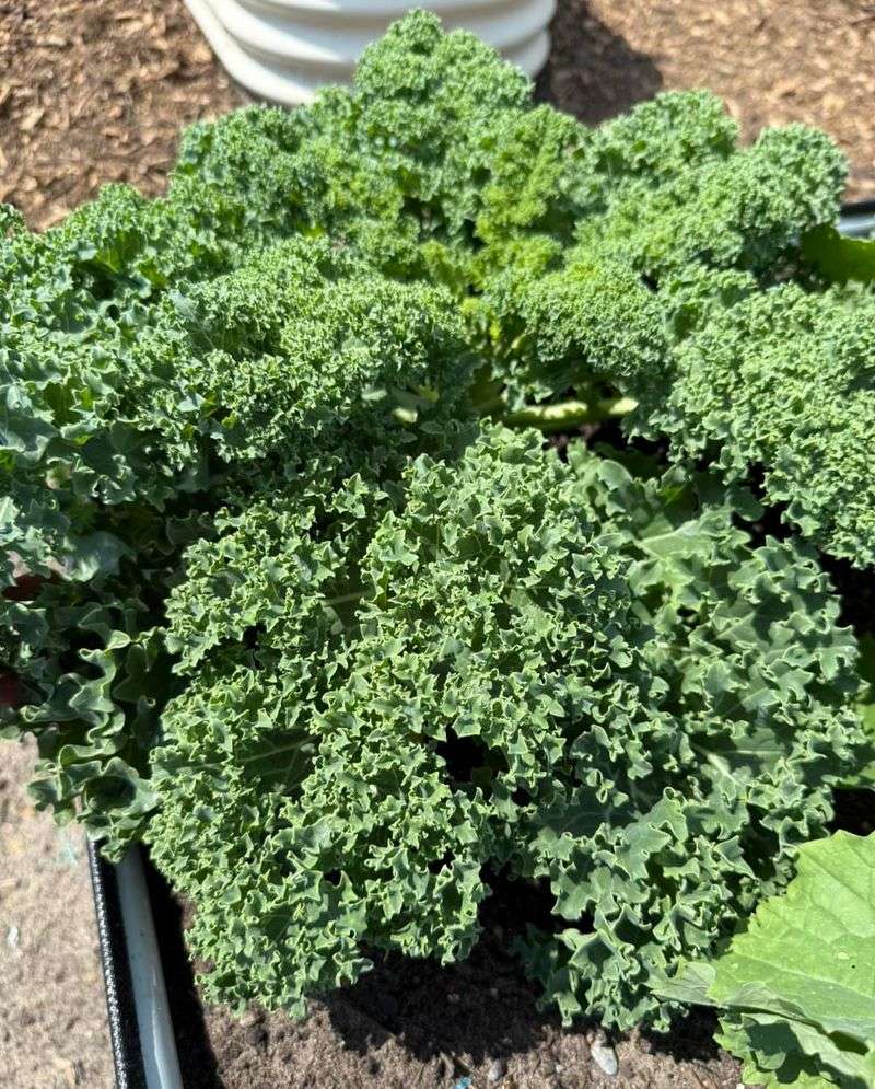 Kale Planting