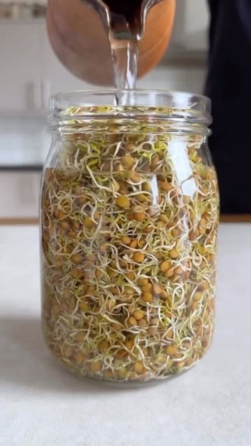 Lentil Sprouts
