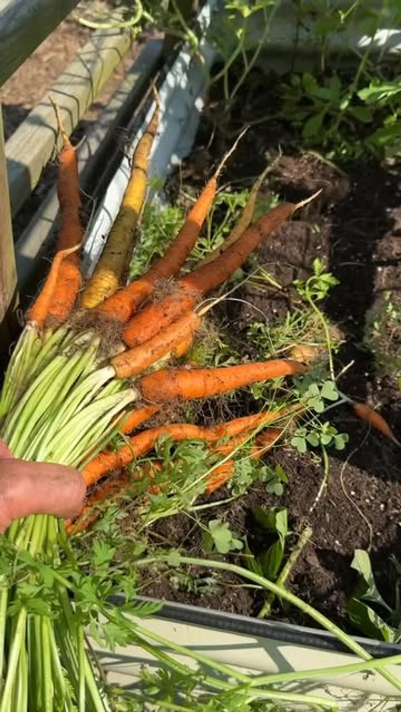 Carrots